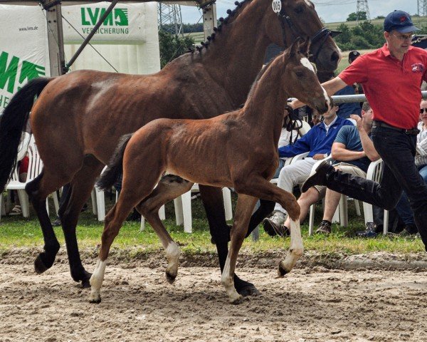 foal Sir Luke (German Sport Horse, 2024, from Sebastino PS)