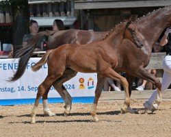 foal by DJ Destano (German Sport Horse, 2024, from Destano)