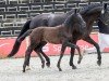 Dressurpferd Dream Sweet EH (Deutsches Sportpferd, 2024, von DSP Dream Royal)