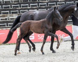 dressage horse Dream Sweet EH (German Sport Horse, 2024, from DSP Dream Royal)