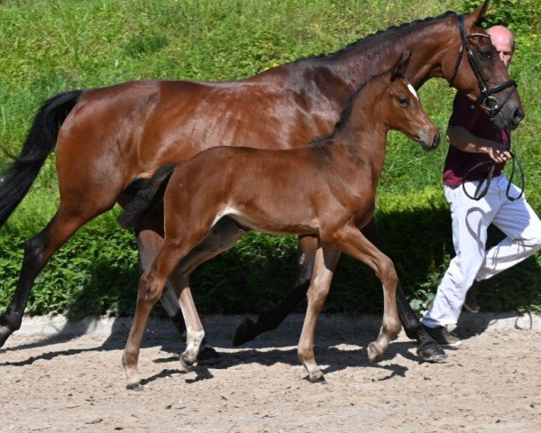 foal by Brown Sugar (German Sport Horse, 2024, from Baloutender)