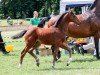 foal by Casalletto (German Sport Horse, 2024, from Casall)