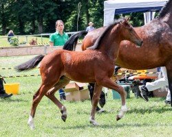 Springpferd Casalletto (Deutsches Sportpferd, 2024, von Casall Ask)