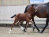 foal Chance to Win (German Sport Horse, 2024, from Charaktervoll Hv)