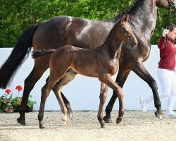 foal Comodori (German Sport Horse, 2024, from Comthago VDL)