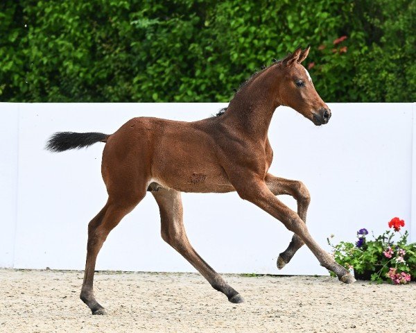 Fohlen von Boccaccia (Deutsches Sportpferd, 2024, von Bonfilio)