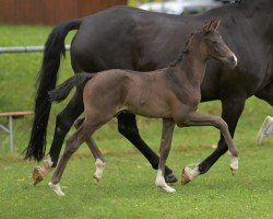 foal by Feine Dame (German Sport Horse, 2024, from Feliciano)