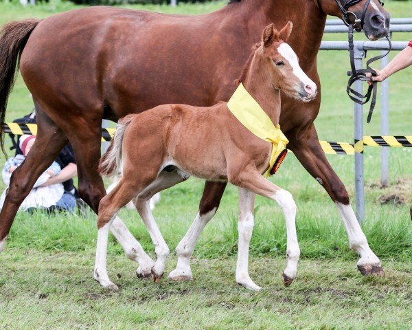 foal by Gintonic (German Riding Pony, 2024, from Genesis BL)