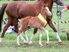 foal by Gintonic (German Riding Pony, 2024, from Genesis BL)