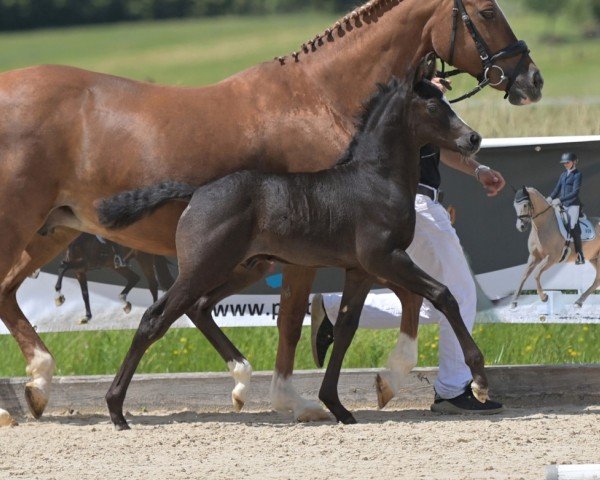 Fohlen von Petrocelli (Deutsches Reitpony, 2024, von Gründleinshofs President)