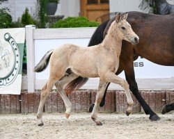 foal by Bagis Cosimo (German Riding Pony, 2024, from FS Champion de Luxe)