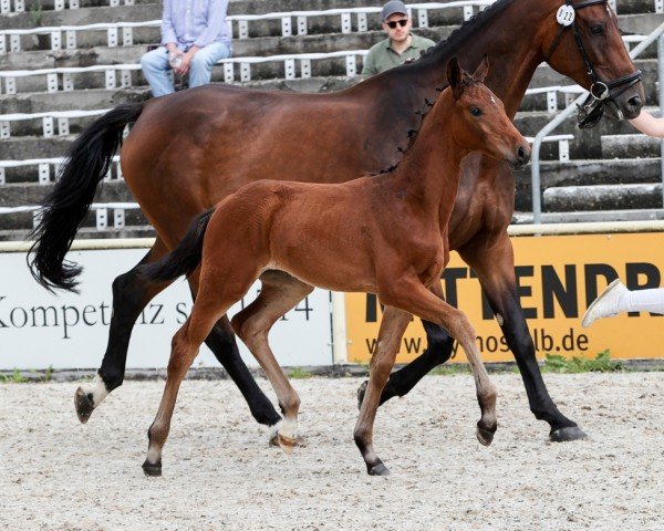 Fohlen von For My Love (Deutsches Sportpferd, 2024, von Fair Deal)