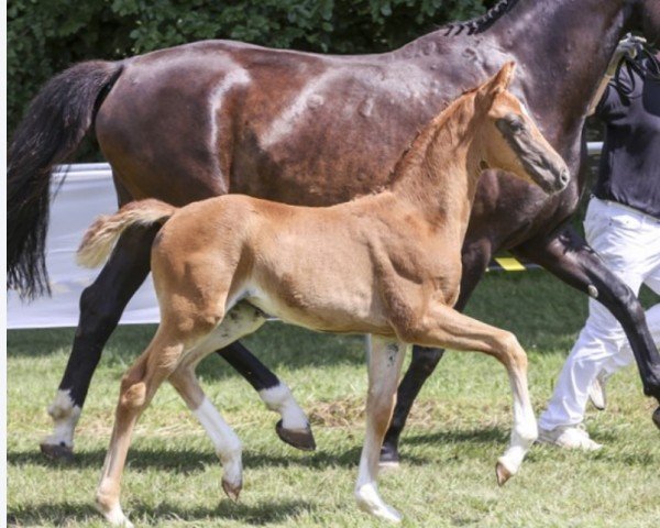 foal by Viola CM (German Sport Horse, 2024, from Viva Gold OLD)