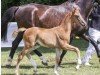 foal by Viola CM (German Sport Horse, 2024, from Viva Gold OLD)