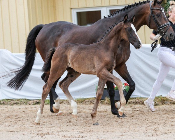 Fohlen von Sweet Diamond (Deutsches Sportpferd, 2024, von Diamantenglanz)