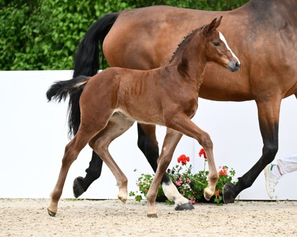 foal by Helene (German Sport Horse, 2024, from Highway Tn N.O.P.)