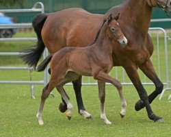 foal by Cizumi (German Sport Horse, 2024, from Casino Berlin OLD)