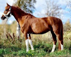 broodmare Zetoria (Dutch Pony, 2010, from Zenzi Boy)