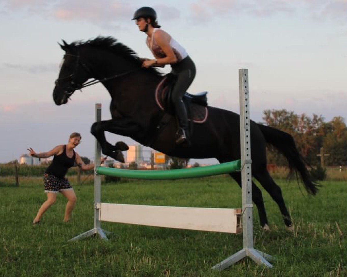 jumper Little Gerda S (German Sport Horse, 2007, from Leopardstown xx)