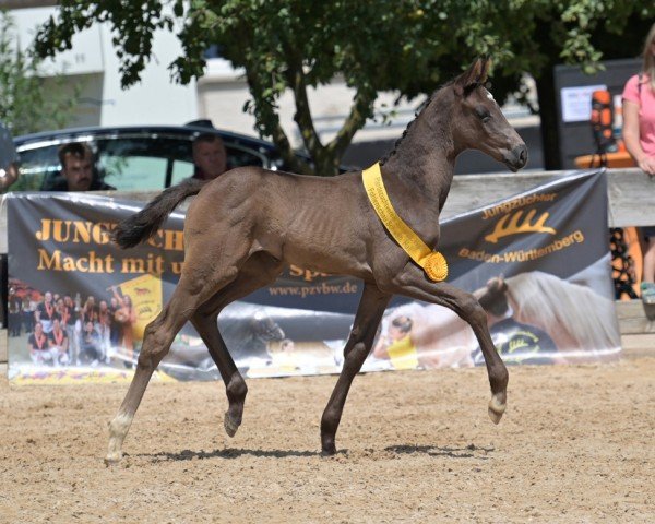 Fohlen von Fantastic Girl (Deutsches Sportpferd, 2024, von Birkhof's Fair Game OLD)