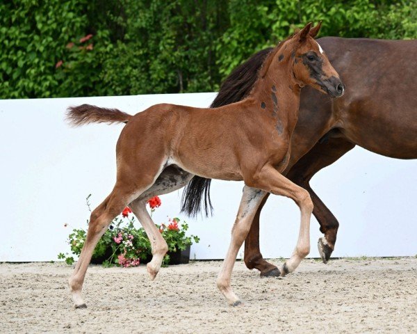 foal by Valeria (German Sport Horse, 2024, from DSP VA Bene)