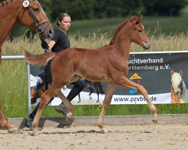 Fohlen von Isabella (Deutsches Sportpferd, 2024, von Iowa Gold)