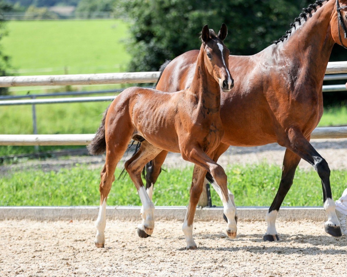 dressage horse Solomon (German Sport Horse, 2024, from Sebastino PS)