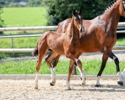 foal Solomon (German Sport Horse, 2024, from Sebastino PS)