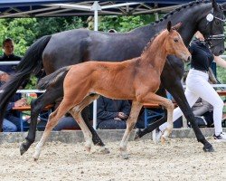 foal by Fair Play (German Sport Horse, 2024, from Filox)