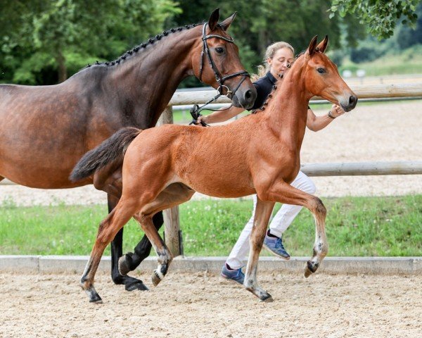 foal Valpolicella (German Sport Horse, 2024, from Vangelis)