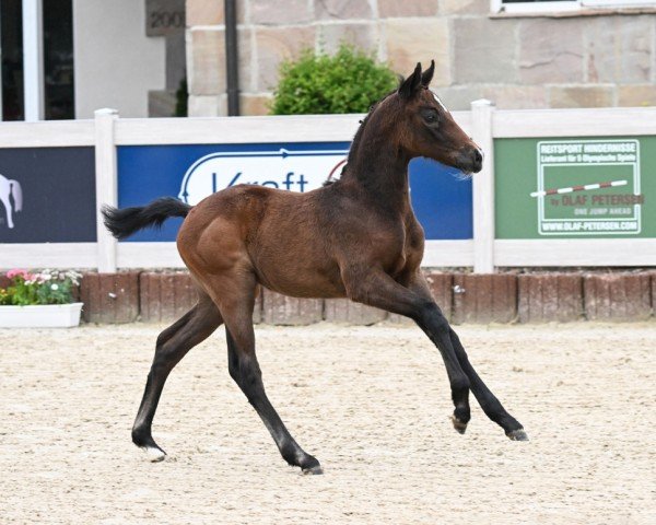 foal by Cassia (German Sport Horse, 2024, from Coros NRW)