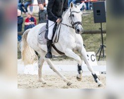 dressage horse Cassandra (Dutch Pony, 2013)