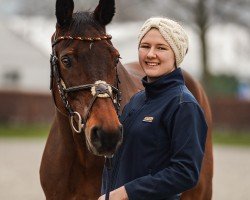 jumper Constantin 88 (German Sport Horse, 2007, from Cesaro)