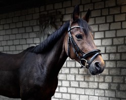 Zuchtstute Donna-Dancing (Deutsches Reitpony, 2013, von Don Diabolo NRW)