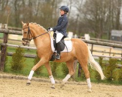 dressage horse Herr Nilsson (German Riding Pony, 2011, from Hemingway B)