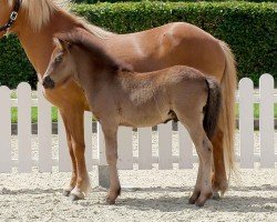 Pferd Vargur vom Lindenhof (Islandpferd, 2020, von Hófur frá Varmalæk)