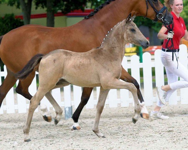 dressage horse Ava Gold KE (German Riding Pony, 2020, from A new Star)