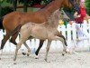 Dressurpferd Ava Gold KE (Deutsches Reitpony, 2020, von A new Star)