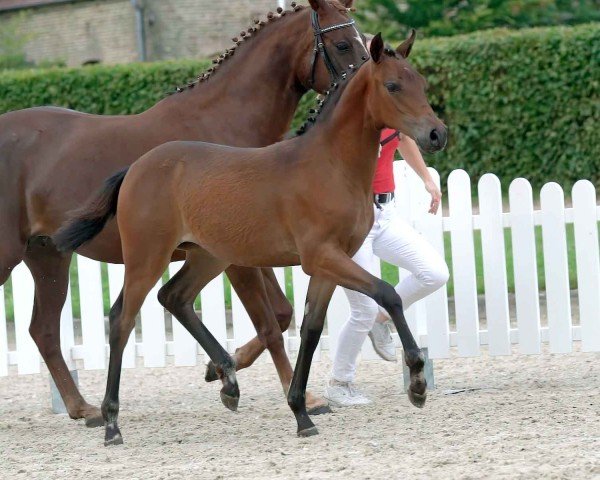 dressage horse Cote d'Azur (German Riding Pony, 2020, from Cosmo Callidus NRW)