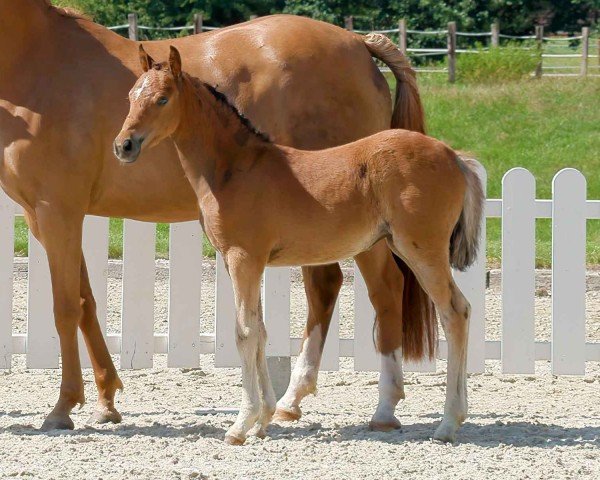 dressage horse New Love (German Riding Pony, 2020, from Nobel Nagano NRW)