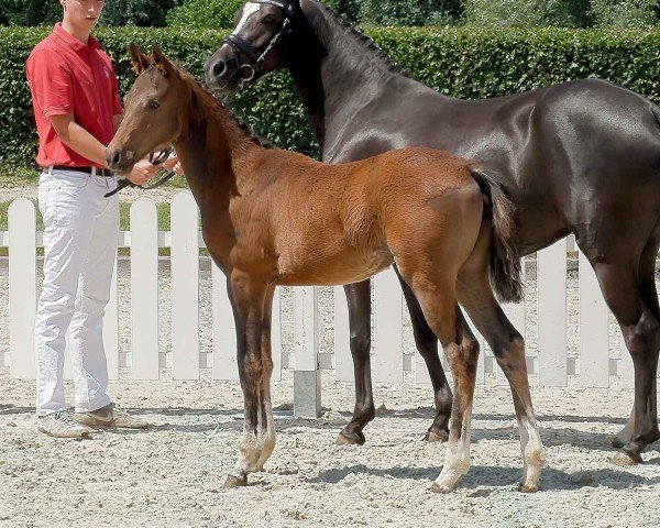 dressage horse Divina (German Riding Pony, 2020, from D-Power AT)