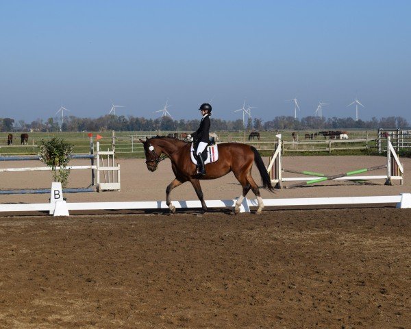 dressage horse Kapriola 7 (Polish Warmblood, 2018, from Nefryt)