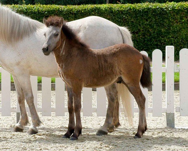 Pferd Víkingur von der Wechter Mark (Islandpferd, 2020, von Kveikur Stangarlaek 1)