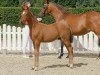 dressage horse Clueso (German Riding Pony, 2020, from DSP Cosmo Royale)