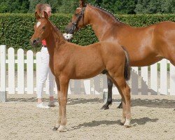 dressage horse Clueso (German Riding Pony, 2020, from DSP Cosmo Royale)