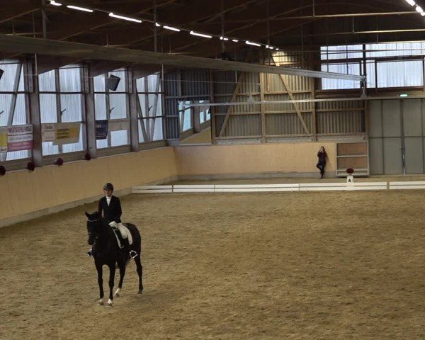Reitturnier Uster 2024