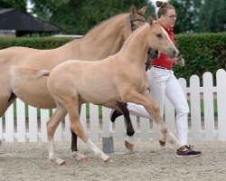 Dressurpferd Another Star (Deutsches Reitpony, 2020, von A new Star)