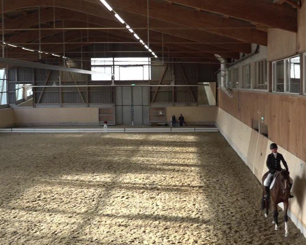 Reitturnier Uster 2024