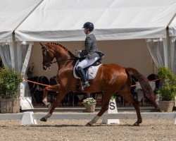 dressage horse Vancouver (Rhinelander, 2018, from Vitalis)