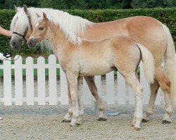 dressage horse Nachtspring (Haflinger, 2020, from Nachtregent)